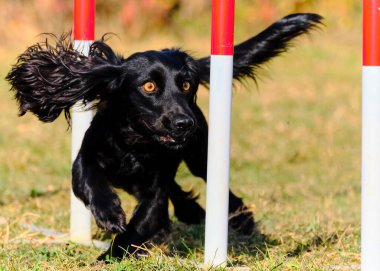 Siyah köpek çeviklik içinde