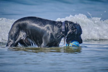 Denizde top oynayan bir köpek..