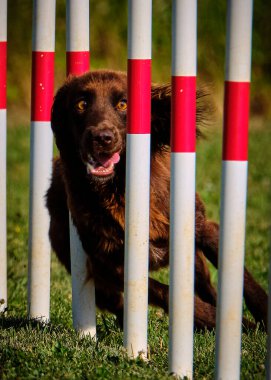 köpek eğitiminin çevikliği