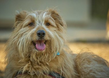 Parktaki tatlı melez köpek.