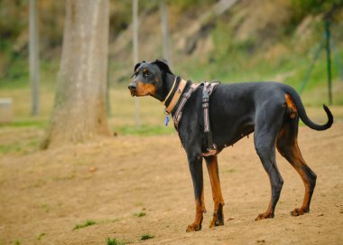 Parkta yürürken tasmalı siyah bir köpek.