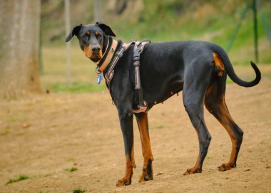 Köpek yetiştiricisi Doberman Scher yazın parkta tasmayla dolaşıyor. evcil hayvan, hayvan bakımı, hayvanlar ve evcil hayvanlar.
