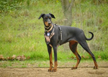 Köpek cinsi Berman Terrier.
