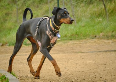 Bir köpeğin portresi.