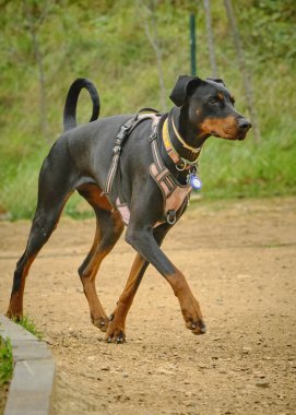 Bir Amerikan Staffordshire Teriyerinin Portresi