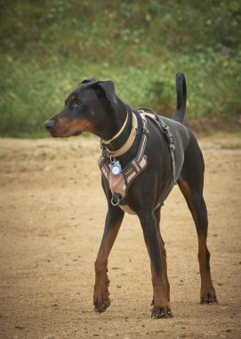 Şehir parkının arka planında siyah berman köpek resmi