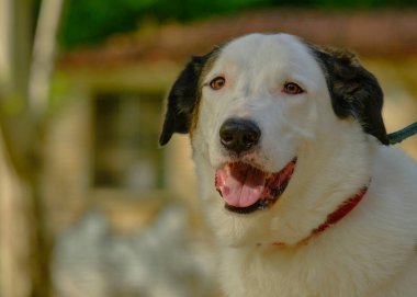 Köpek beyaz renkli köpek yetiştirir, yaklaşın. Parktaki köpek, tatlım.