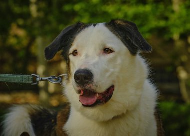 Köpek cins sınır çoban köpeği portresi