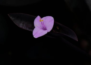 Güzel botanik fotoğrafı, doğal duvar kağıdı.