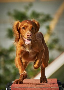 Tatlı kırmızı bir köpeğin yakın çekimi.