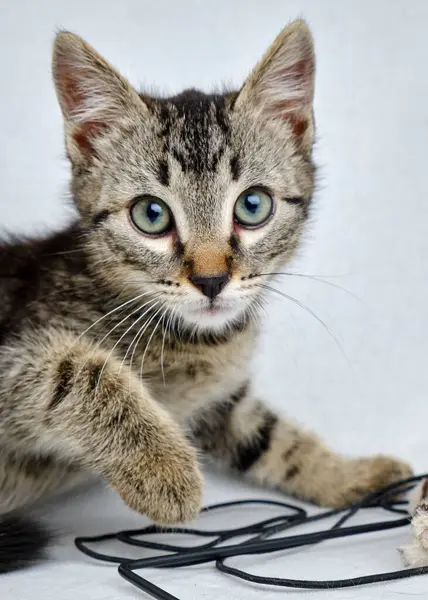 Gri arka planda mavi gözlü gri tekir kedi yavrusu