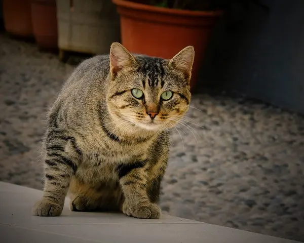 Şirin bir kedinin portresi