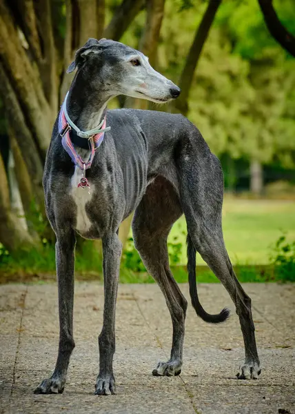 Gri saçlı güzel bir köpeğin portresi.