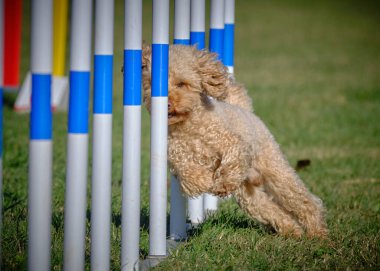Otların arasında bir köpek
