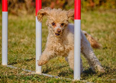 Çeviklik parkında yarışmada koşan sevimli bir çoban köpeği.