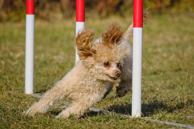köpek çeviklik yarışmasında