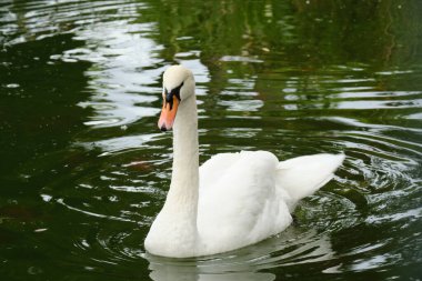Beyaz kuğular gölde