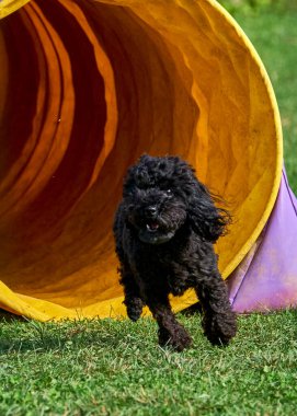 Siyah labrador köpeği bahçede oynuyor.