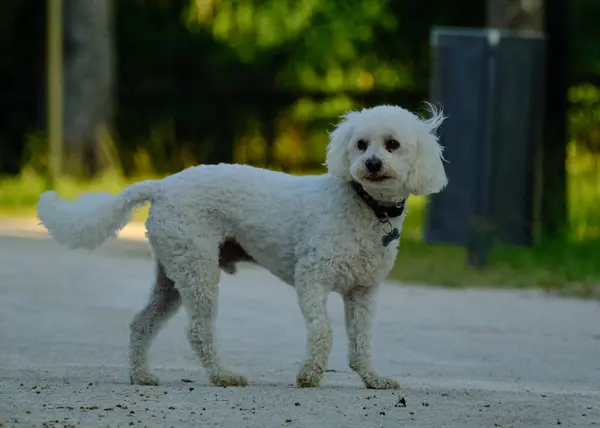 Parktaki köpek