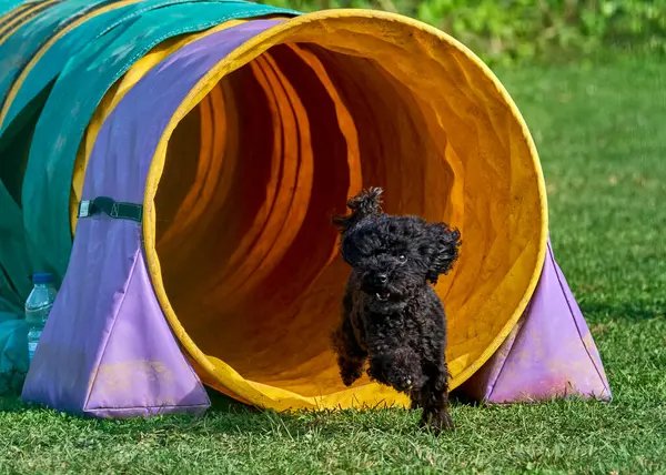 Doğadaki sevimli köpek.