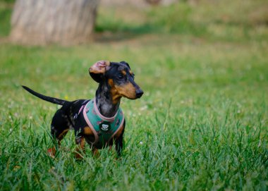 Siyah yakalı köpek.