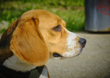 Bir av köpeği portresi.