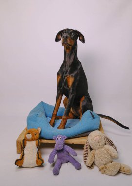 Beyaz arka planda oyuncak teriyer köpeği ve köpek yavrusu. Oyuncak teriyer köpek. Köpek ve köpek oyuncağı. Oyuncak Teriyer. Oyuncak. hayvan bakımı.