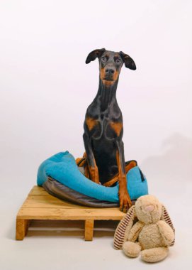 Doberman köpeği küçük bir yatakta oturuyor.