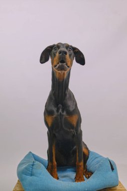 Köpek çifti French Cordogue de Bordeaux. Doberman