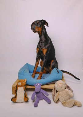 Masada oyuncağı olan bir köpek. Doberman