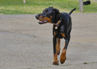 Köpek yetiştiricisi siyah doberman.