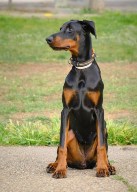 Siyah bir köpeğin portre görüntüsü. Doberman
