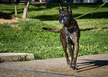 Siyah Fransız çoban köpeği.