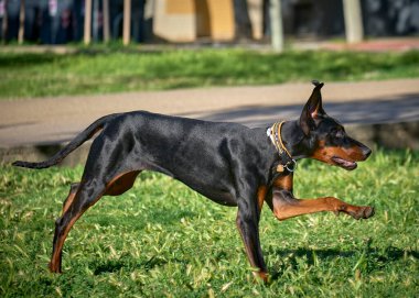 Çimlerin üzerinde doberman pindog