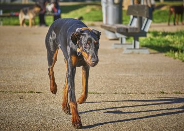 Köpek parkta koşuyor.