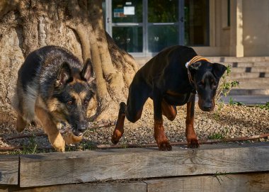 Bahçede oynayan iki Alman çoban köpeği. seçici odak