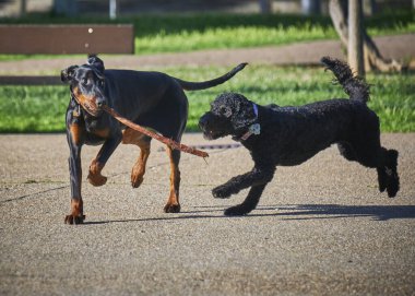Parkta oynayan iki Amerikan teriyer köpeği.