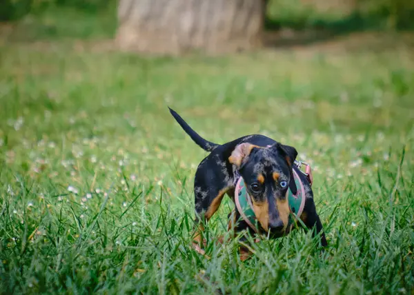 Köpek yetiştiricisi doberman pinscher çimenlerde koşuyor.