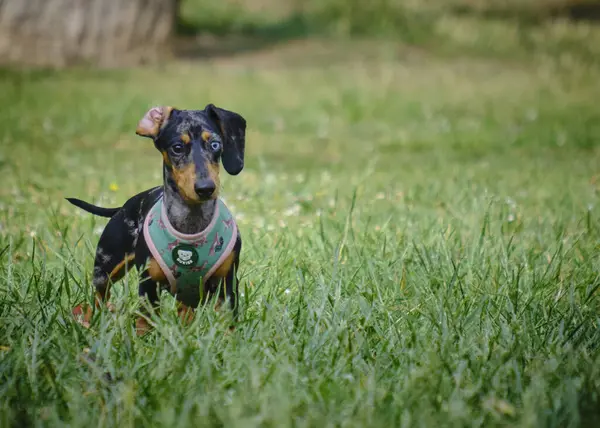 Şirin bir köpeğin portresi.