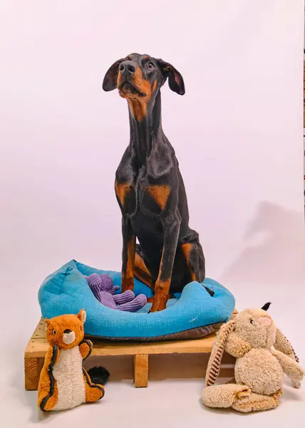 Oyuncak ve oyuncakla sevimli bir köpek