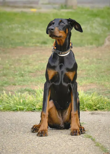 Siyah bir doberman köpeğinin portresi