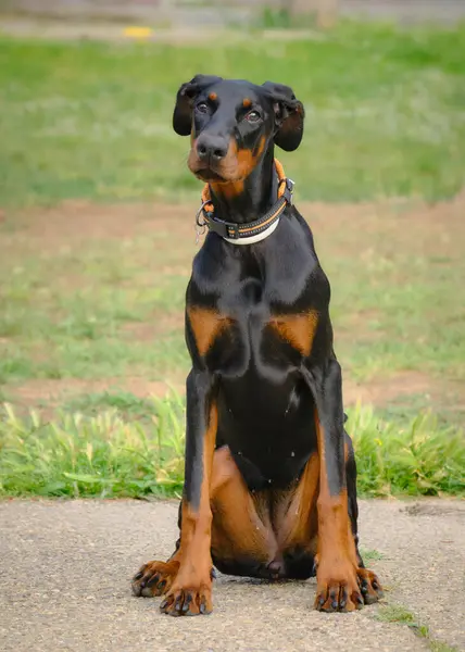 Parktaki büyük kulaklı siyah bir köpeğin portresi. Doberman