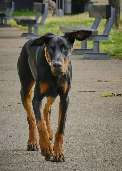 Parktaki köpek. Doberman