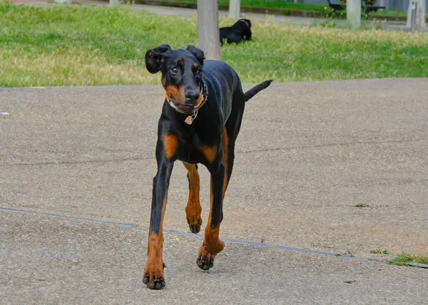 Parktaki siyah köpek. Doberman
