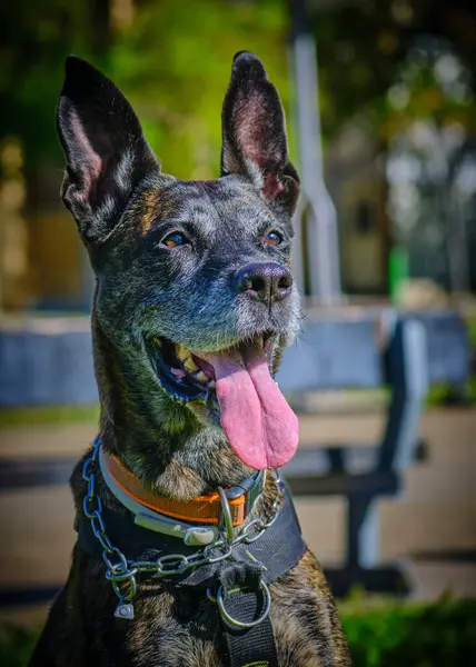 Sevimli melez bir köpeğin portresi.