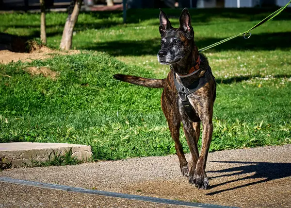 Siyah Fransız çoban köpeği.