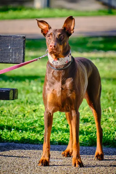 Doberman Terrier cinsinin köpeği çimlerin arkasında parkta.