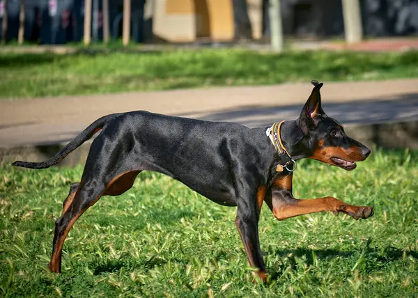 Çimlerin üzerinde doberman pindog