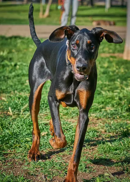 siyah ve beyaz köpek