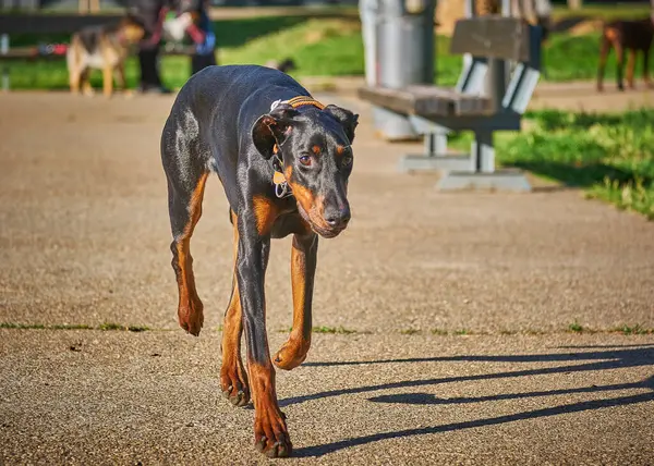 Köpek parkta koşuyor.